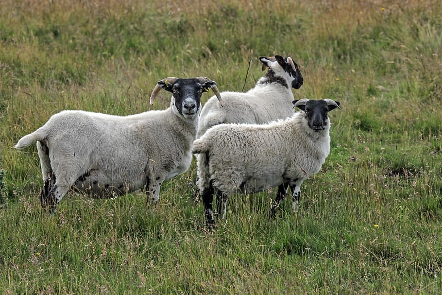 sheep, highlands and islands, scottish blackface, horns, scotland, united kingdom, group of animals, mammal, animal themes, grass