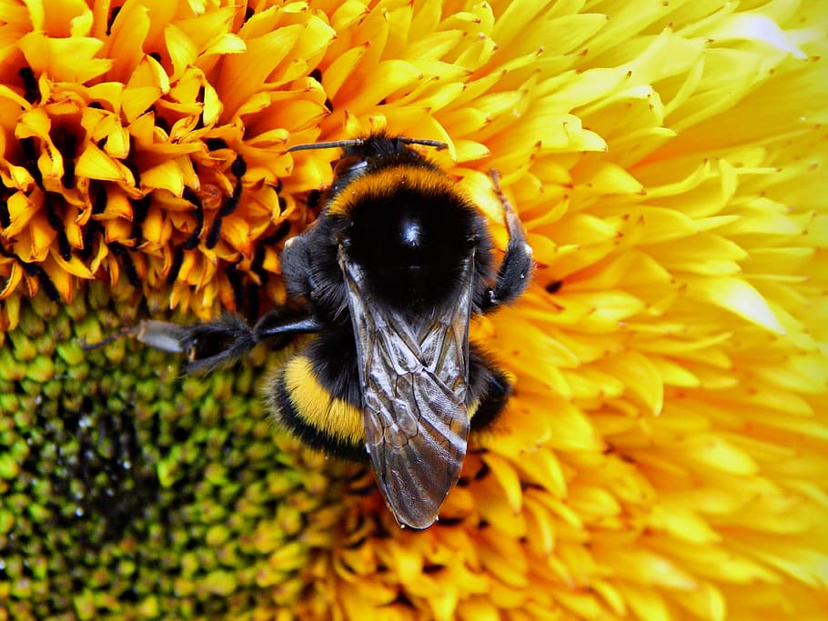 bumble-bee, insect, flower, sunflower, nature, bee, yellow, pollination, pollen, bumblebee