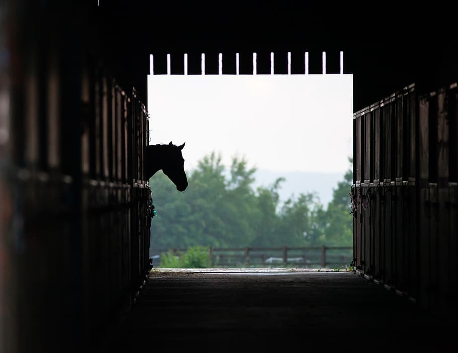 horse, stables, stable, silhouette, barn, ranch, equestrian, head, stall, stallion