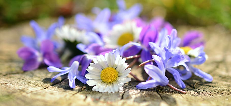 sortidas, flores, topo, laje de madeira foto de foco seletivo, margarida, primavera, flor da primavera, salão, violeta, flor