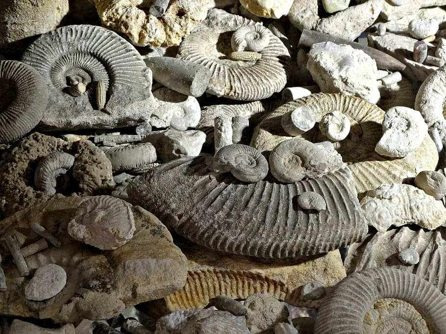 fossils, prehistory, ammonites, the museum, mushroom, fungus, shell, nature, edible mushroom, high angle view