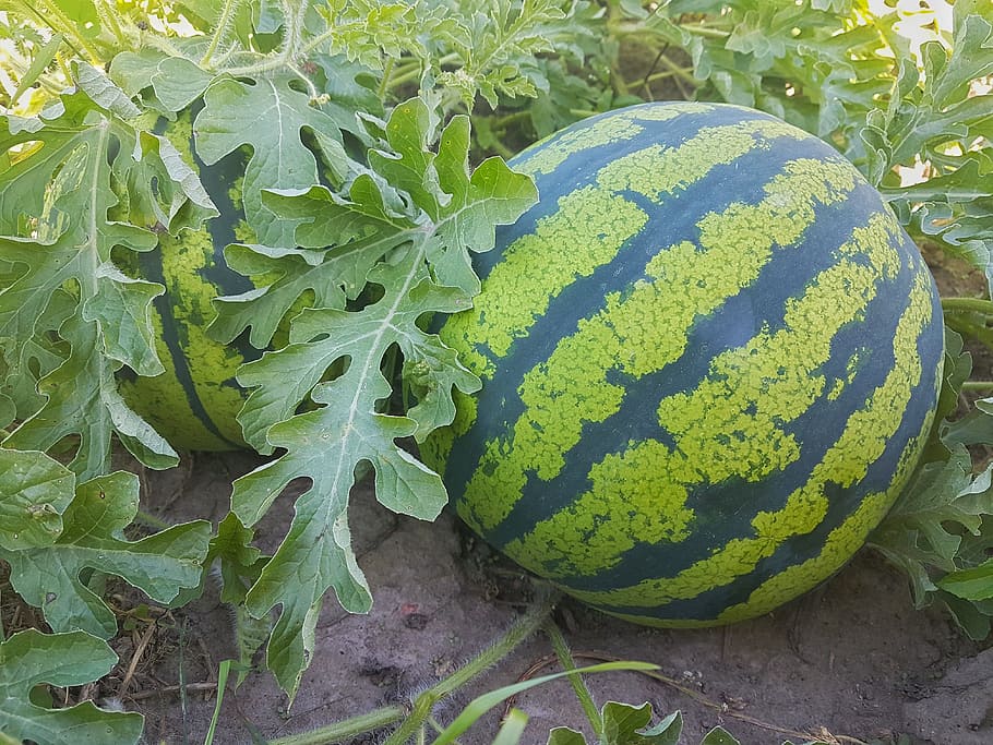 two, watermelons, farm, background, berry, board, breakfast, circle, closeup, cut