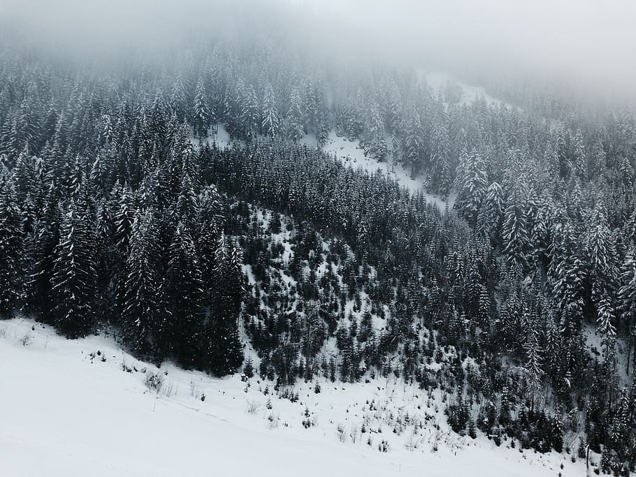snow, winter, cold, weather, trees, plants, nature, mountain, highland, fog