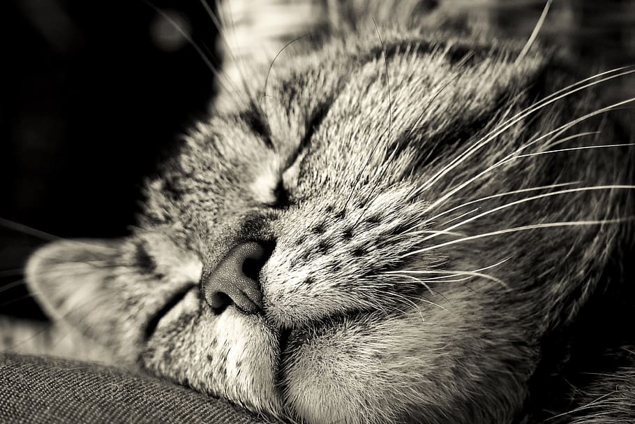 foto en escala de grises, durmiendo, gato, escala de grises, foto, animal, mascota, ojos de gato, retrato, gato doméstico
