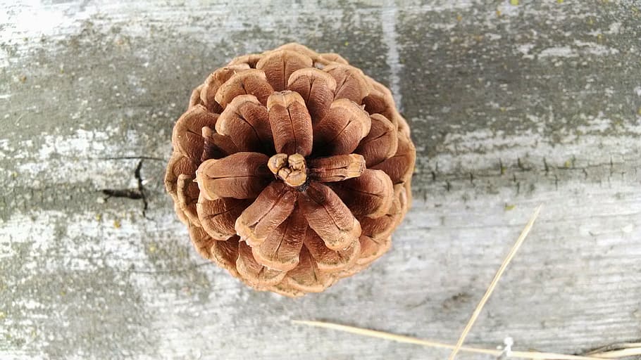close-up photo, brown, pinecone, conifer cone, cone, pine, coniferous, wood, weathered, natural