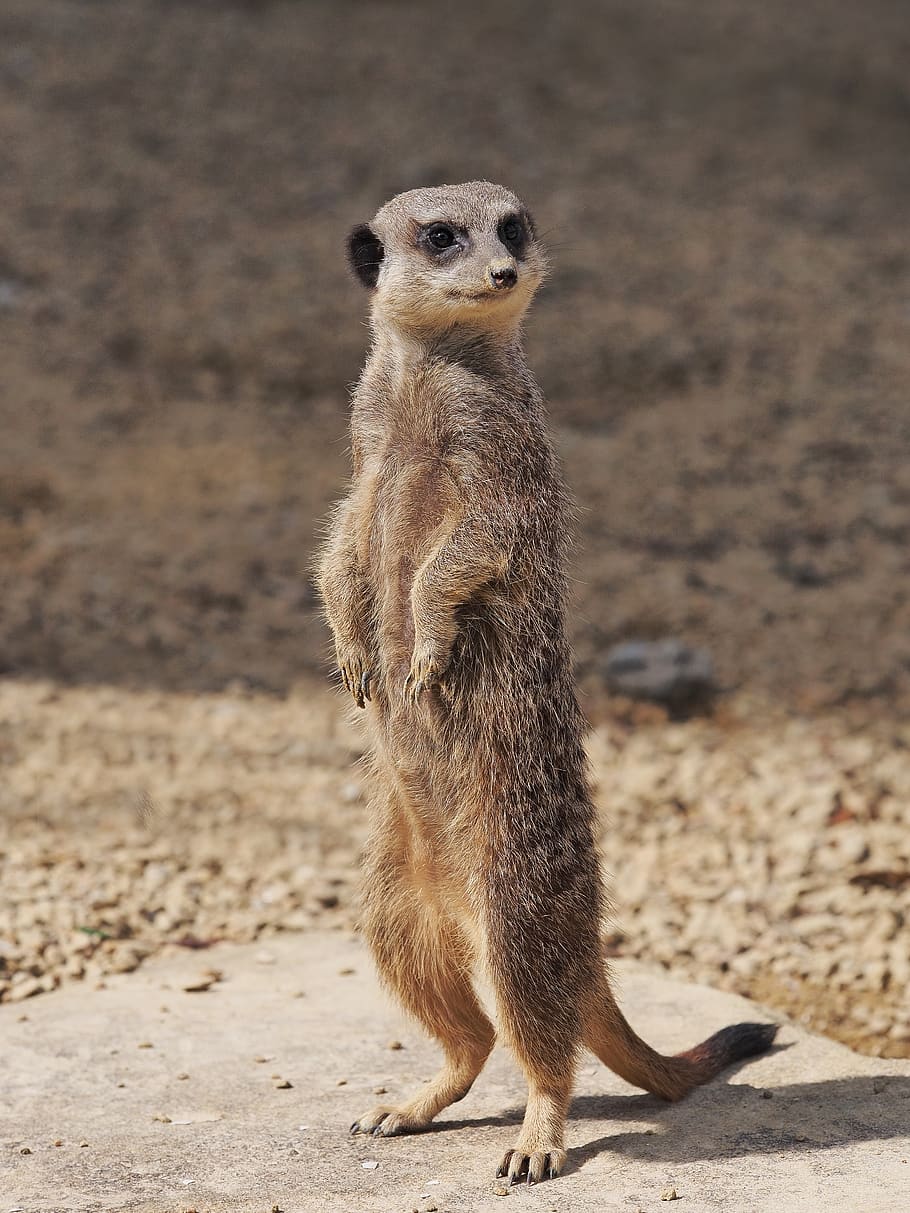 meerkat, standing, portrait, lookout, look, looking, guard, sentinel, sentry, alert