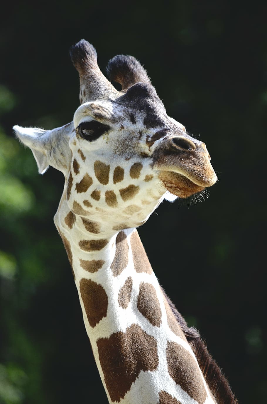 giraffe, neck, long jibe, spotted, savannah, head, large, animal, wildlife, nature