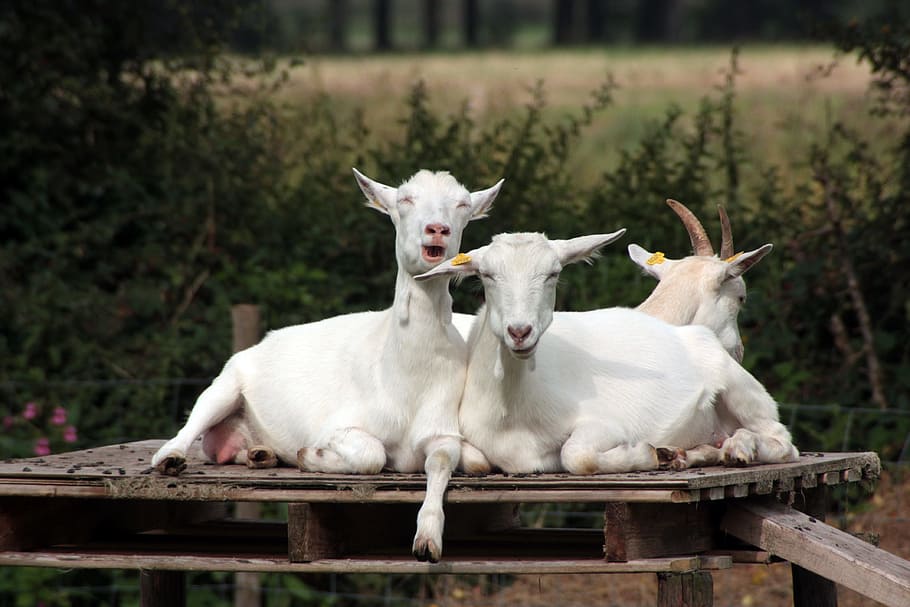 shallow, focus photography, white, lying, Crazy, Goats, Humor, Funny, Farm, crazy goats, funny