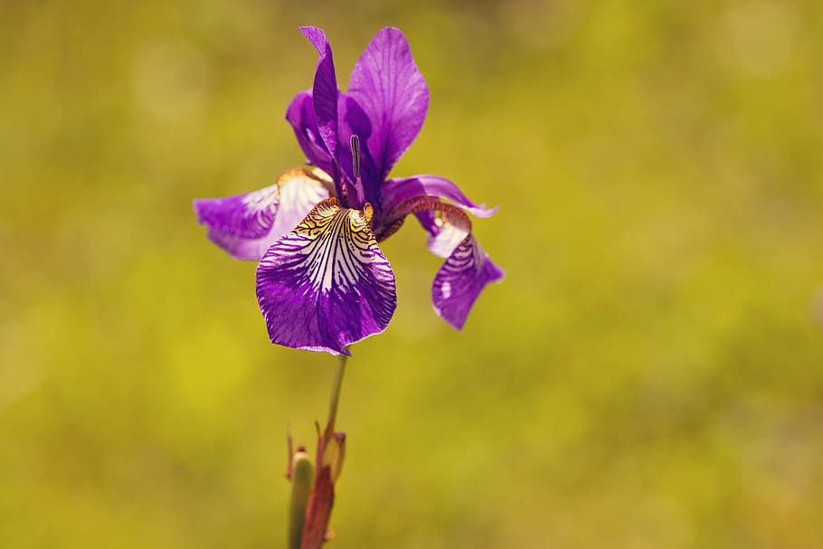 iris, planta, flor, púrpura, violeta, flor morada, florecer, cerrar,  naturaleza, flor puntiaguda | Pxfuel