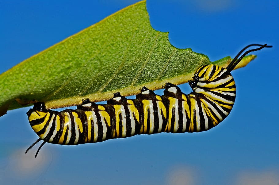 monarch caterpillar, caterpillar, monarch, macro, metamorphosis, nature, butterfly, insect, lifecycle, animal