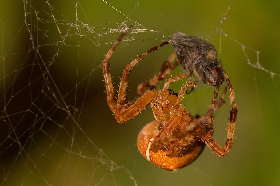 spider, prey, cobweb, close, nature, arachnid, macro, spinning up, kill, spider with prey