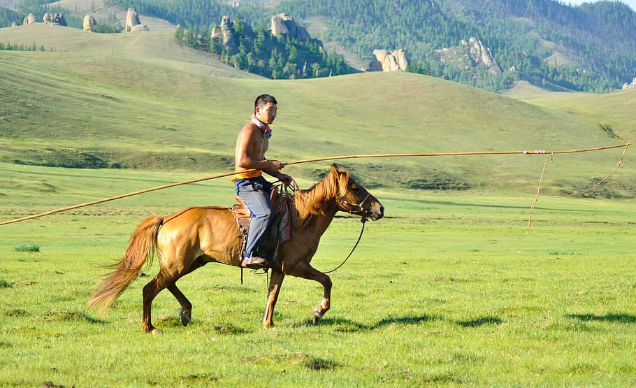Wrangler, cavalo, pastor, vaqueiro, pastor de cavalos, pecuarista, mongol, mongólia, nômade, agricultor