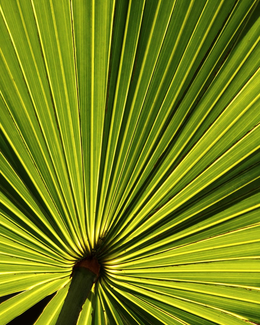 Palm Leaf, Tropical, Holidays, leaf, palms, texture, background, green, nature, plant