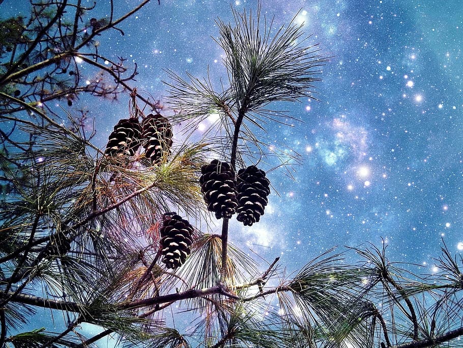 pinecone tree illustration, conifer, pine, starry sky, tap, pine cones, tree, nature, pine needles, branch