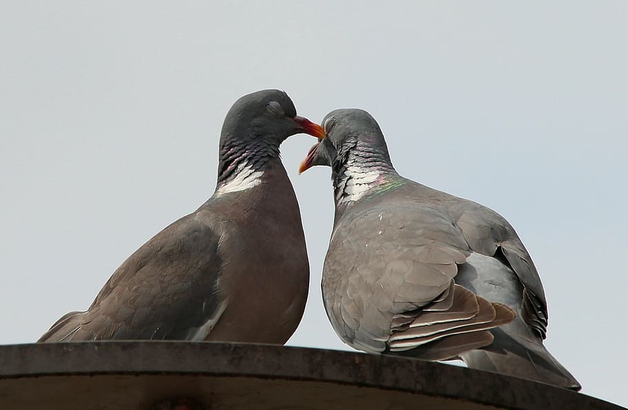 pigeons, doves and pigeons, pigeon birds, columbiformes, turtle dove, pigeon pair, whisper sweet nothings, flirt, love, animals