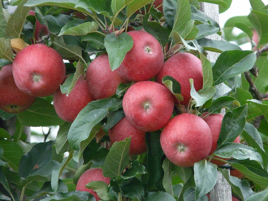 manojo de manzanas, manzana, maduro, rojo, huerto de manzanas, manzano, fruta, cosecha, otoño, vitaminas