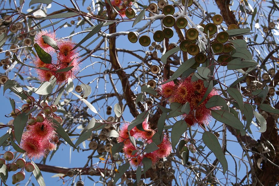 ユーカリ, オーストラリアのユーカリ, オーストラリア, 花, 開花ユーカリの枝, 木, 枝, 成長, 春, 工場