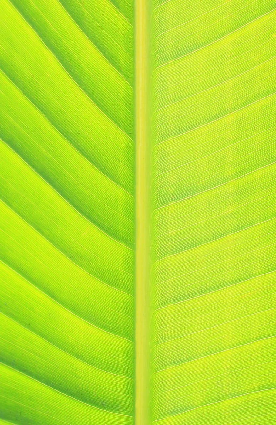 closeup, green, painting, leaf, nature, green leaf, banana leaf, spring, macro, organic