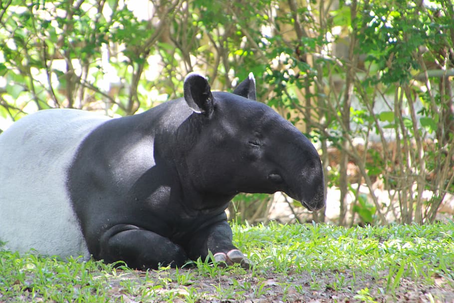 tapir, hewan, tapirus, mamalia, hidung, tapir Amerika Selatan, kebun binatang, kepala, tema hewan, tanaman