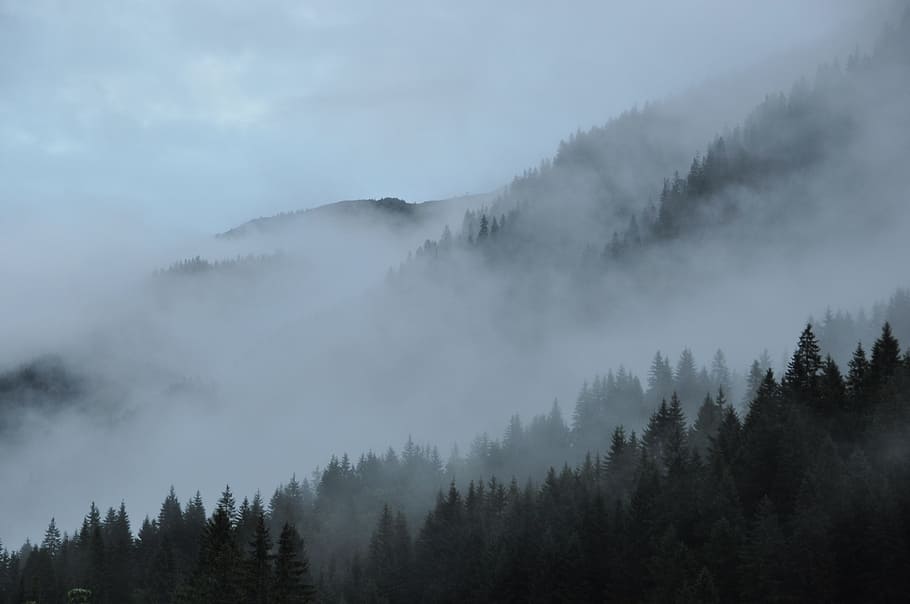 bosque, cubierto, niebla, nubes, montañas, naturaleza, paisaje, místico, misterioso, atmosférico