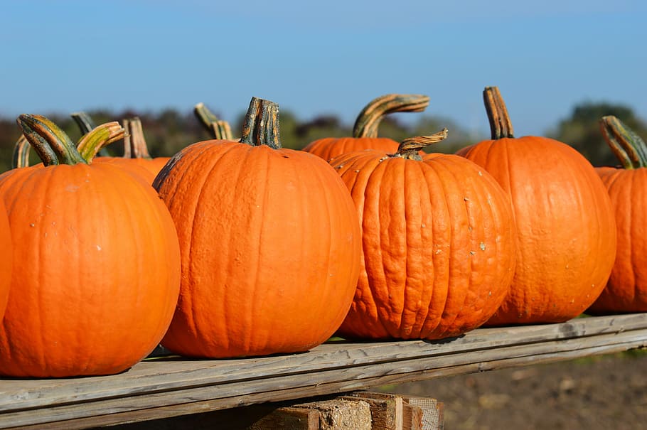 orange pumpkin lot, pumpkin, autumn, october, halloween, orange, gourd, pumpkins, autumn decoration, carve