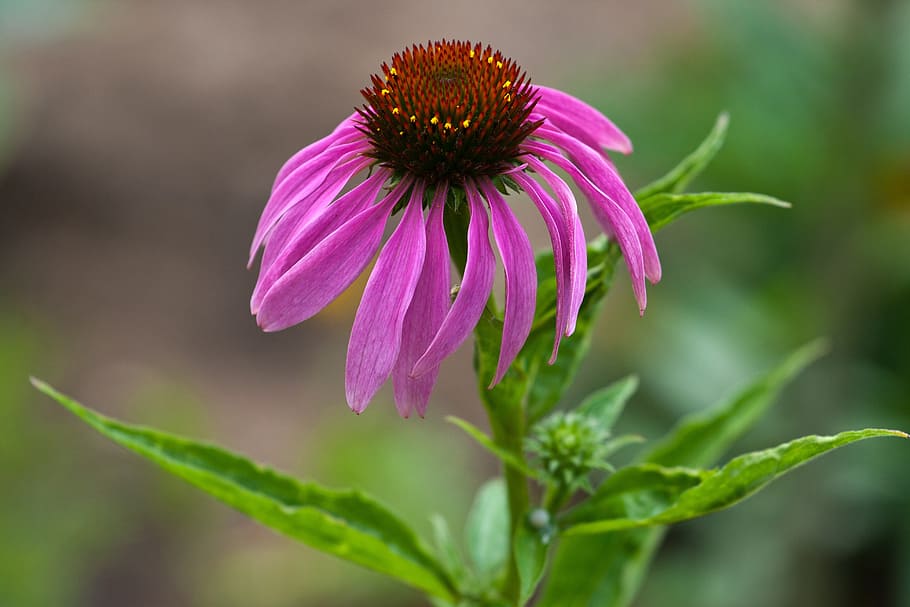 flower, echinacea, sun hat, red, macro, flowering plant, beauty in nature, plant, fragility, vulnerability