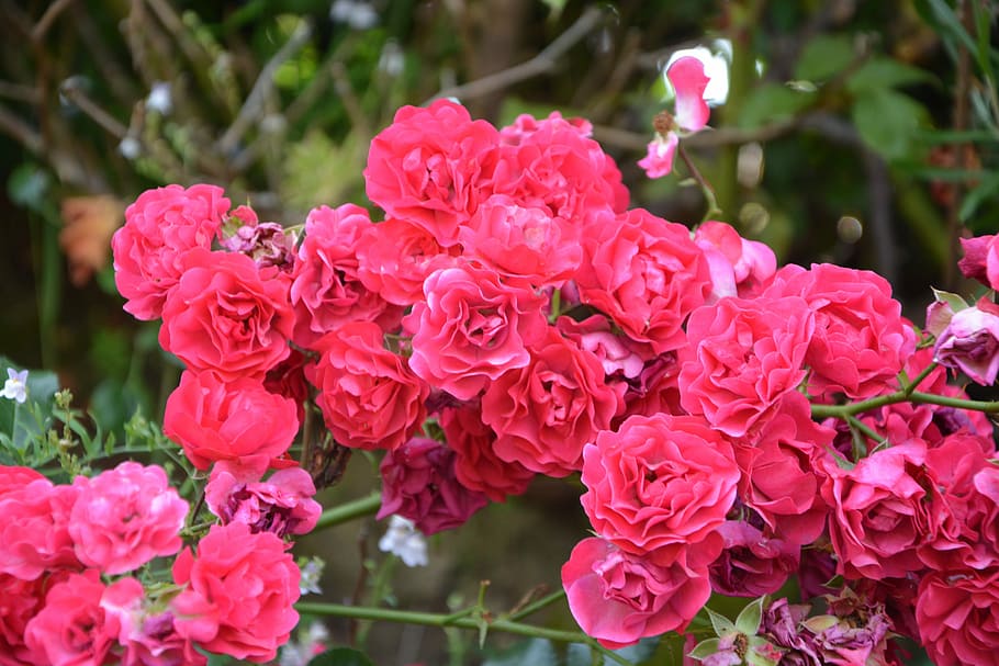 rosas, rosas pequenas, flores pequenas, jardim, arbusto, natureza, tempero, bonito, floração, flores cor de rosa