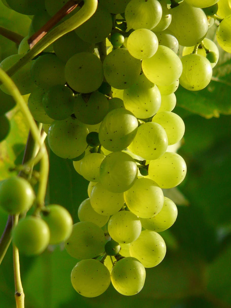 frutas de uva verde, uvas, vino, planta, plantación, viticultura, verde, fruta, uvas verdes, dulce