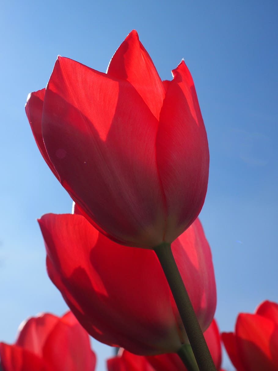 tulipanes, rojo, flores, primavera, cerrar, colorido, color, tulipa, lirio, liliaceae