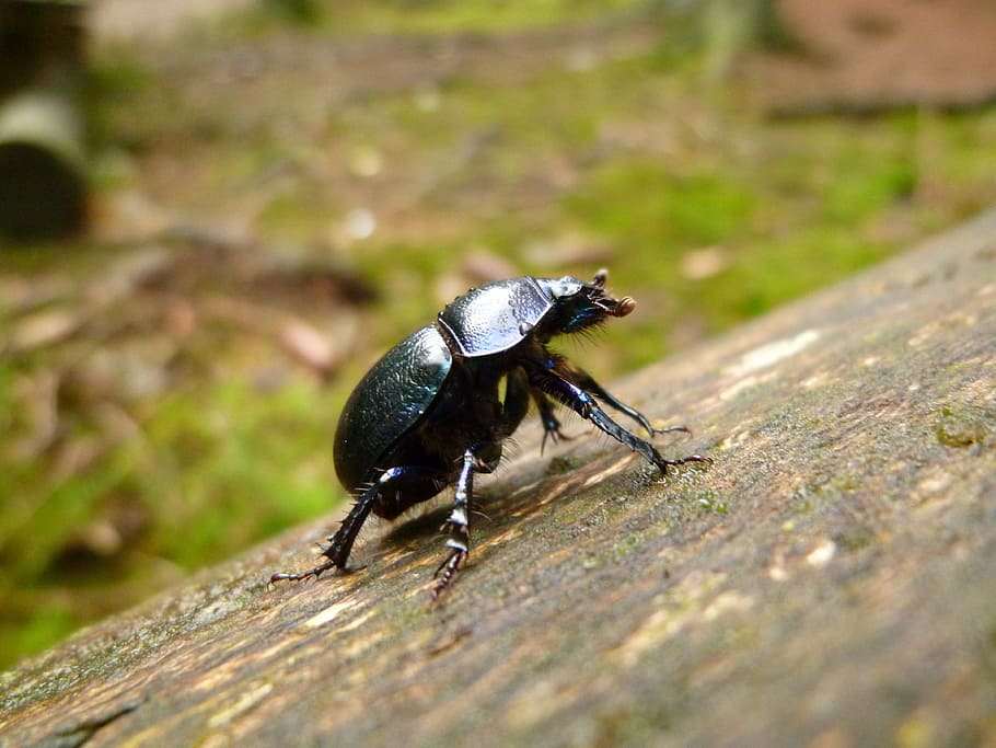 Insect, Dung Beetle, Forest, beetle, aphid, one animal, animal themes, animals in the wild, animal wildlife, invertebrate