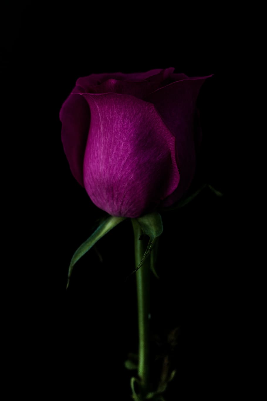 red rose photo, close, purple, petaled, rose, dark, green, leaf, stem, violet