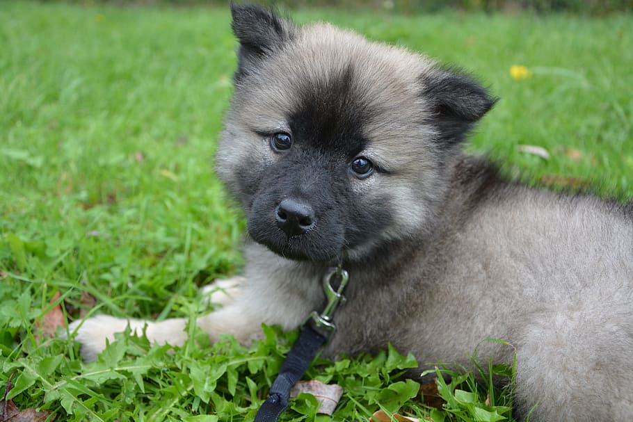 negro, tostado, cachorro de lhasa apso, acostado, campo de hierba, cachorro, perro, perra, hembra, eurasier