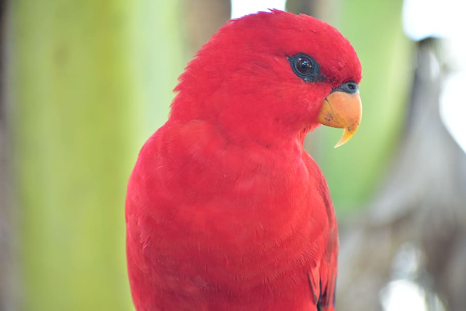赤いインコ オウム くちばし 鳥 軟体動物 アンボイナ 自然 野生動物 屋外 動物のテーマ Pxfuel