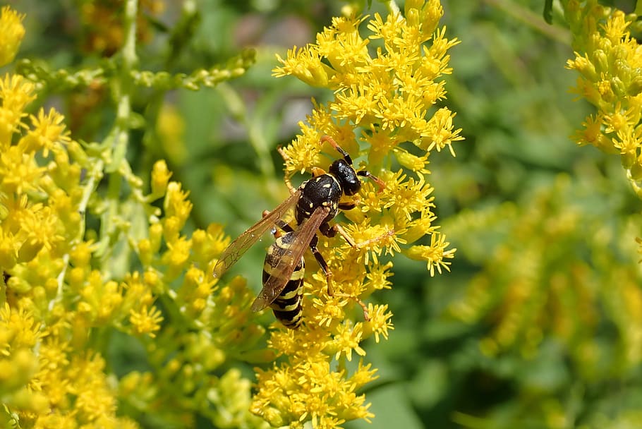wasp, flower, insect, nature, wing, yellow, summer, garden, blossom, bloom