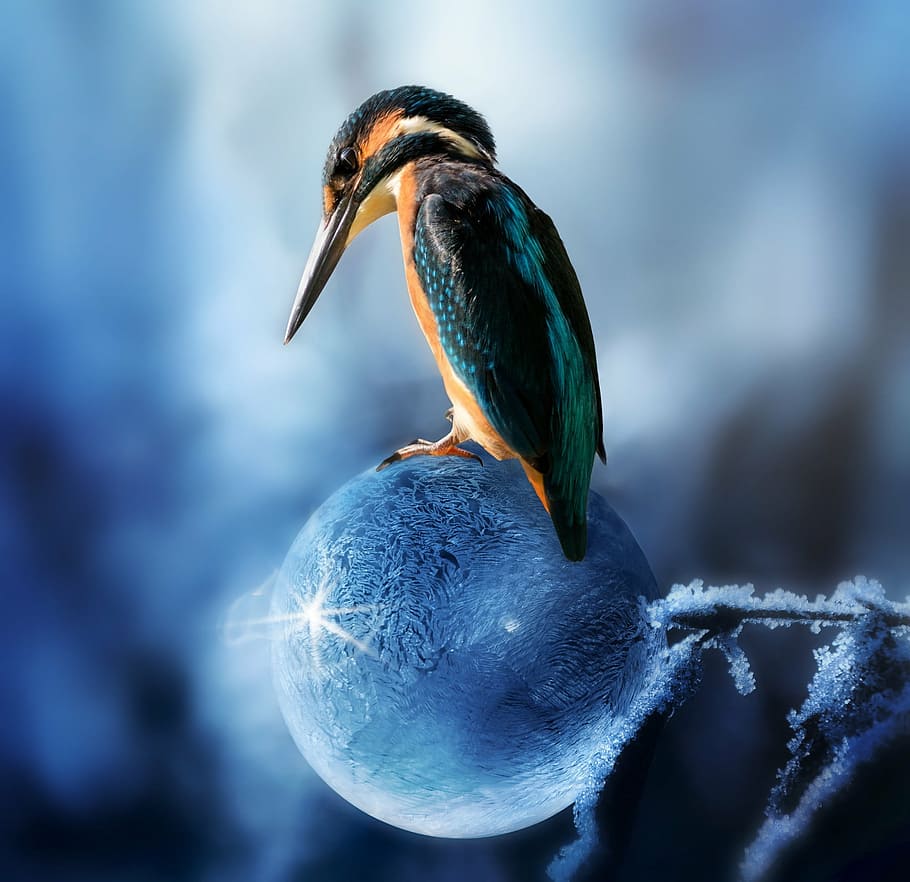 fotografia de pássaro multicolorida, compondo, martim-pescador, pássaro, primavera, primavera está chegando, bolha de sabão, congelada, gelada, fundo da área de trabalho