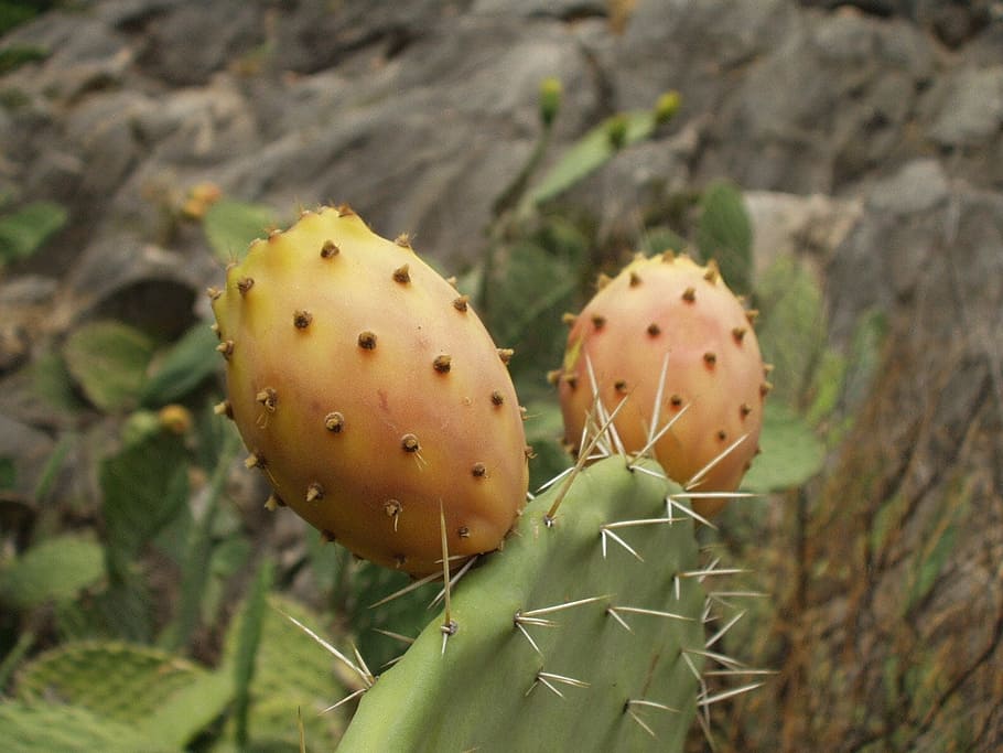 sardinia, prickly pear, cactus, plant, fruit, sting, prickly pear cactus, succulent plant, growth, close-up