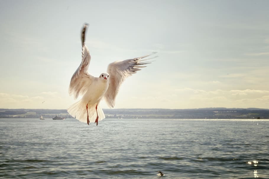 focus photography, franklin, gull, flying, sea, daytime, flight, lake, lake constance, bird