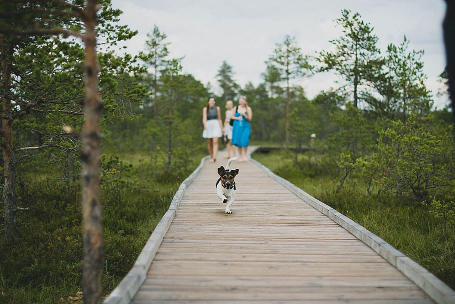3 women, black, white, dog, walking, wooden, pathway, surrounded, trees, blur