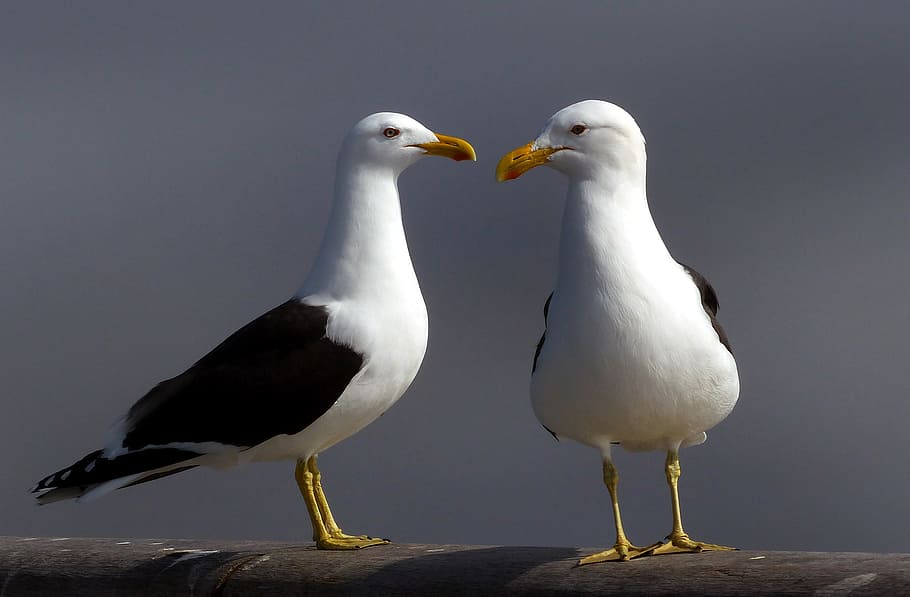 Black, backed, gulls, two, seagulls, surface, bird, animal, animal wildlife, vertebrate