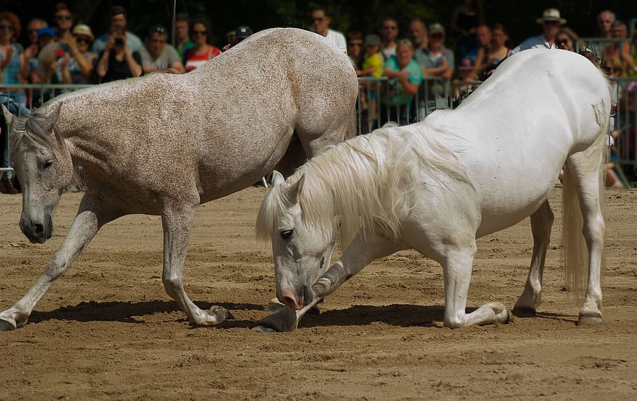 dos, gris, blanco, Caballos, Adiestramiento, Horse Show, Estándar, ganado, animal, temas de animales