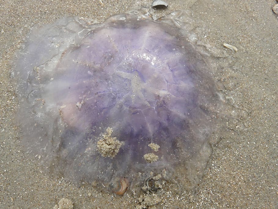 jellyfish, blue jellyfish, Blue Jellyfish, jellyfish, cyanea lamarckii, beach, washed up on, dead, flag jellyfish, wabbelig, meduse