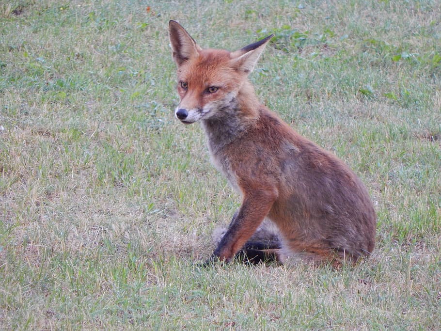 Fuchs, Forest, Animals, Predator, forest animals, reddish fur, cute, fur, little fox, red fox