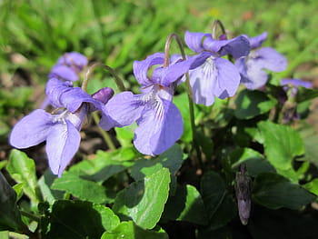 Fotos viola odorata libres de regalías | Pxfuel