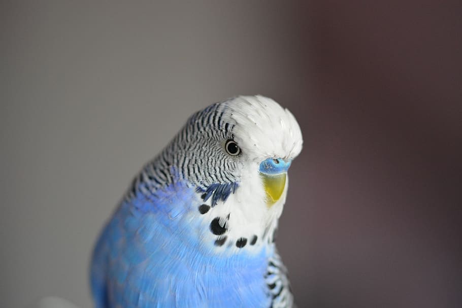 budgie, blue, bird, parakeets, pets, animal world, birds, close up, one animal, animal themes