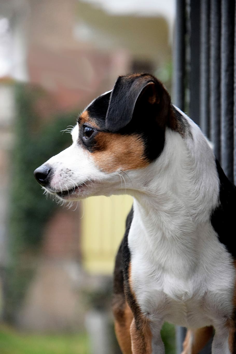 cão, trilhos, jack russel terrier, cabeça, retrato, um animal, doméstico, animais de estimação, cachorro, temas de animais