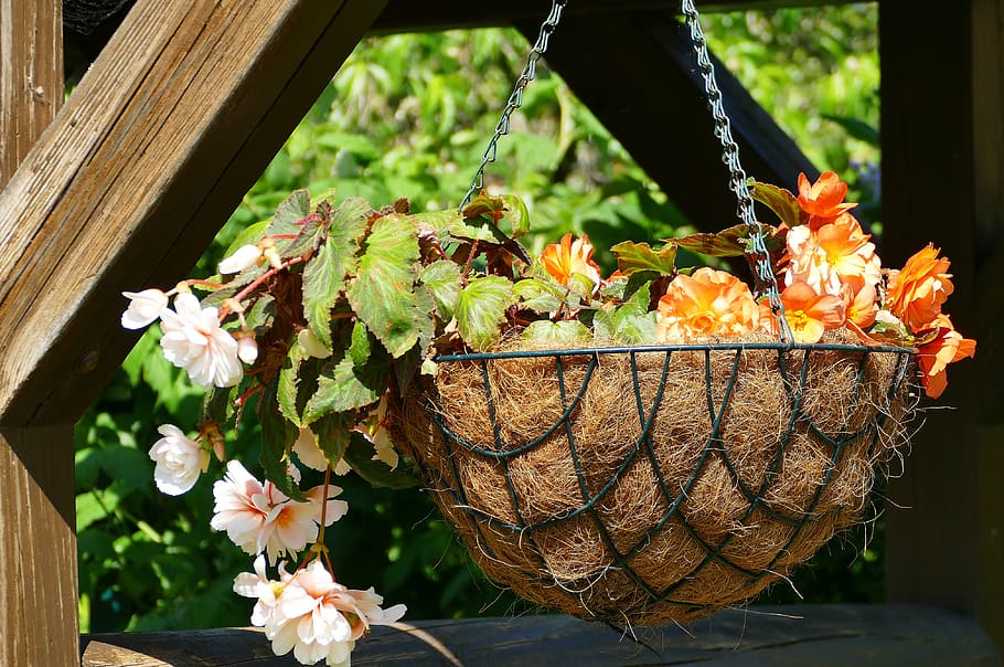flowers, hanging traffic lights, basket, braid, hanging basket, garden, floral, incomplete, plant, flower