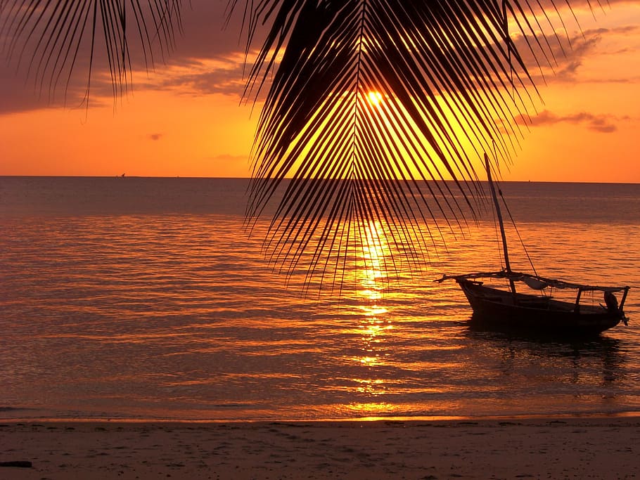 silhouette, coconut, leaves, boat, shore, sunset, zanzibar, palm, water, evening