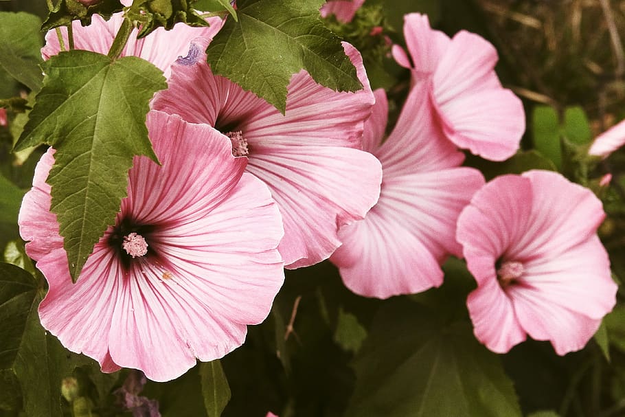 アオイ科の植物 花 ピンク ピンクアオイ科の植物 庭 ピンクの花 自然 植物 ピンク色 クローズアップ Pxfuel