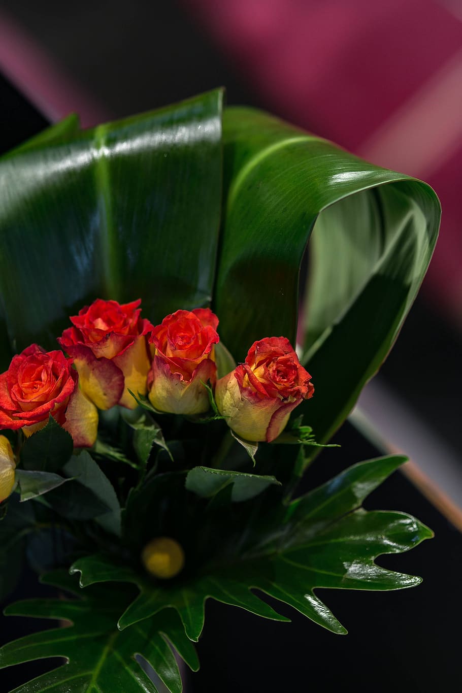 flower, rose, flora, bouquet, Close-up, little, red, yellow, roses, flowering plant