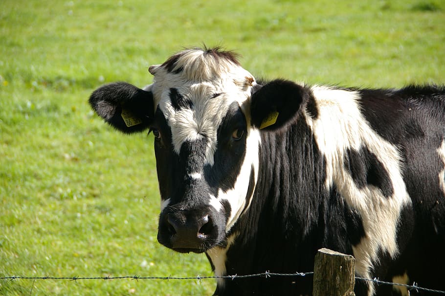 white, black, cow, wire fence, beef, milk cow, animal, animal portrait, spotted, black stained